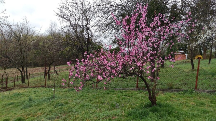 Registrovana zelena breskvina vaš - šta činiti?