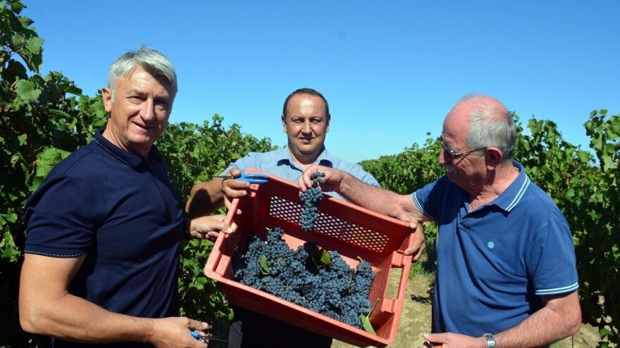 Otkrivena tajna Nadinskog blata, vrhunske loze i šampionskog vina