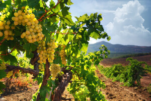 Vinogradarski registar - proizvodnja vina u 2013.