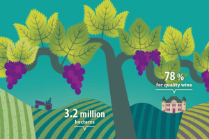 30% EU vinograda se nalazi u Španjolskoj