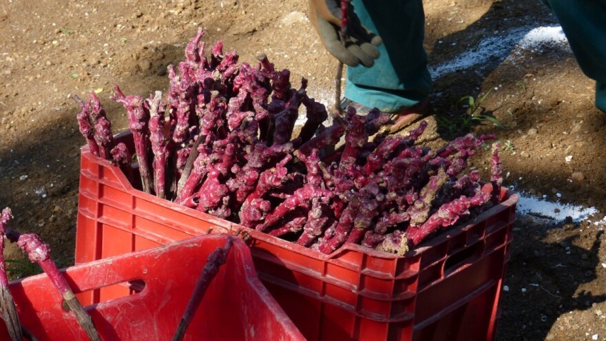 Kako smo uspješno urušili domaću proizvodnju loznih cijepova?