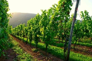 Vinogradarstvo u Srbiji na prekretnici