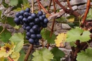 Zakonska obveza vođenja evidencije u vinarskim podrumima