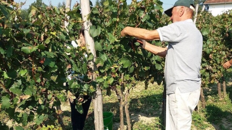Raspisan konkurs za podizanje višegodišnjih zasada vinove loze