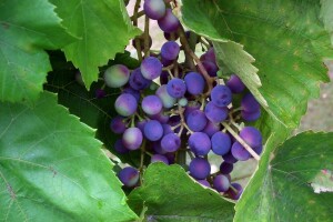 Vinogradari u Hercegovini se bore da sačuvaju dobar rod grožđa i strahuju od novih kiša