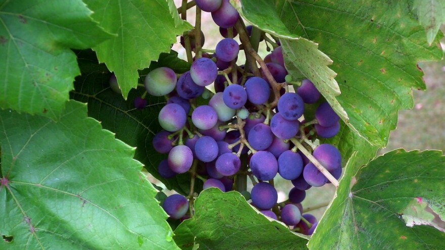 Vinogradari u Hercegovini se bore da sačuvaju dobar rod grožđa i strahuju od novih kiša