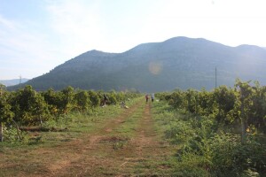 Troškovi vinogradara ove godine veći - otkupne cijene grožđa na prošlogodišnjem nivou