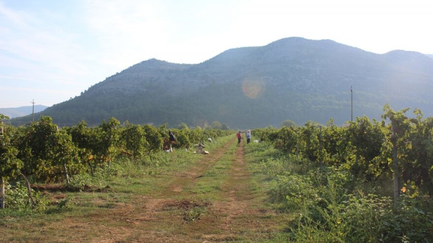 Troškovi vinogradara ove godine veći - otkupne cijene grožđa na prošlogodišnjem nivou