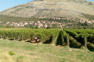 Rod hercegovačkog grožđa i ove godine dobar, no da li će biti berača?
