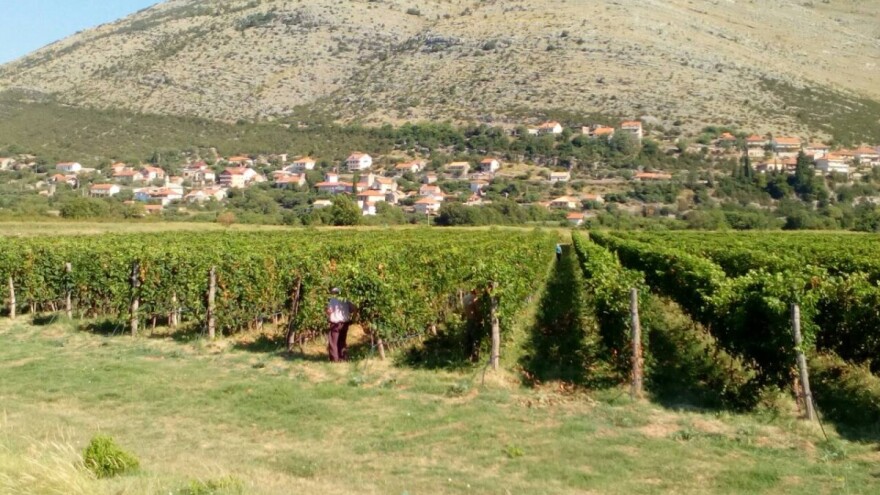 Rod hercegovačkog grožđa i ove godine dobar, no da li će biti berača?