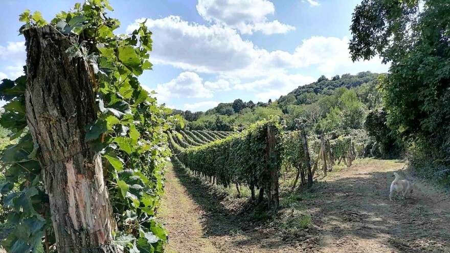 Manji prinosi, ali dobar kvalitet grožđa: Klimatske promene menjaju pravila