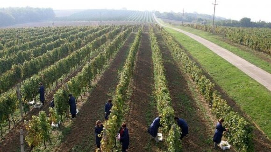 Natječaj za promidžbu hrvatskih vina