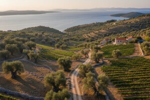 Vinogradi i maslinici općine Jelsa