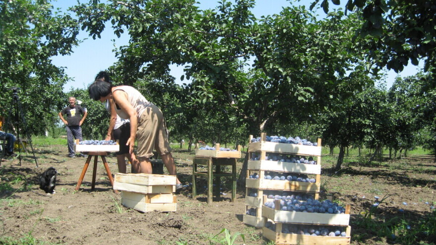 U Srbiji će uskoro svaki zasad šljiva biti popisan