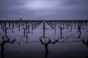 Vinogradi pod vodom