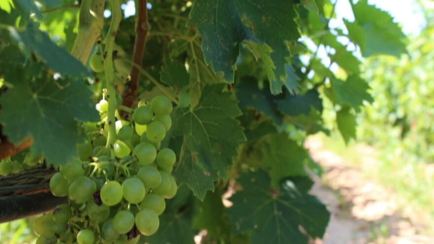 Stižu novi natječaji za novac iz Vinske omotnice