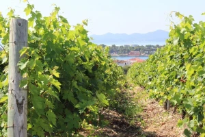 Nestaće polovina svetskih vinograda?