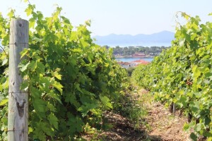 Nestat će polovica svjetskih vinograda?