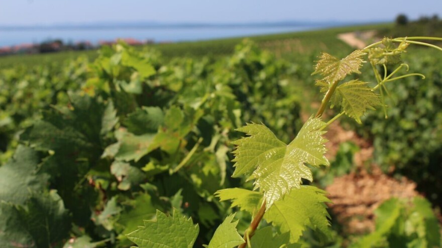 Vinogradari, ovo su vaše obveze za sprječavanje širenja i suzbijanje zlatne žutice