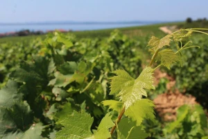 Uskoro natječaj za mjeru Restrukturiranje i konverzija vinograda