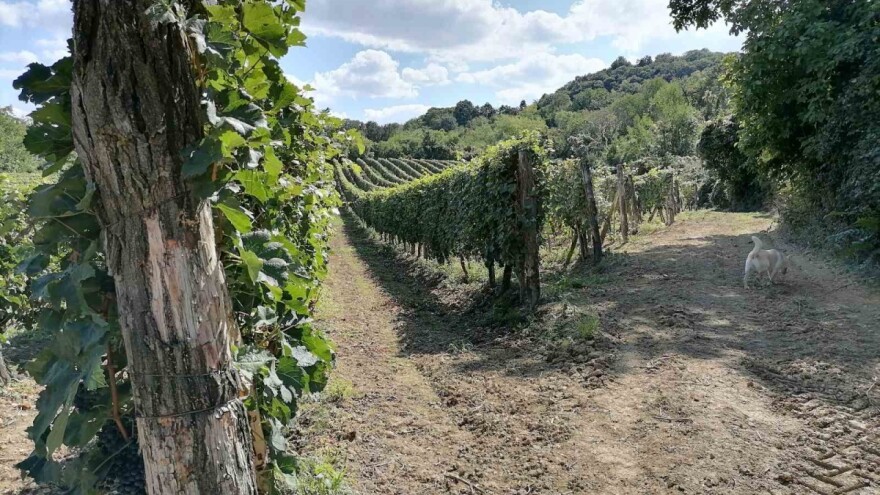 Razvojni ciklus vinove loze: Najčešća eksploatacija je 25 do 30 godina