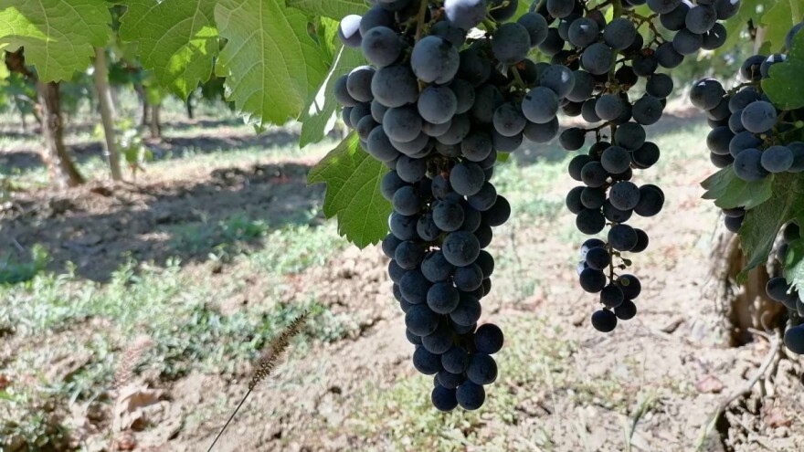 Slijedi sušan period: Toplo vrijeme povoljno za zrenje voća i grožđa