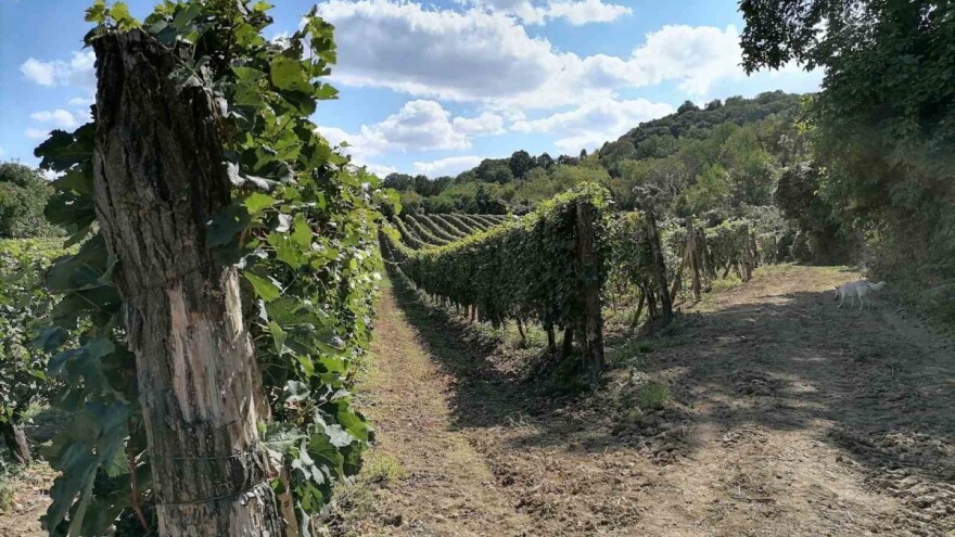 Najskuplje hektar prodavali Sremci - 34.750 evra