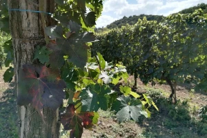Posle vrelih dana, zahlađenje za vikend - vinogradi na udaru štetočina