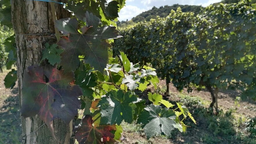 Posle vrelih dana, zahlađenje za vikend - vinogradi na udaru štetočina