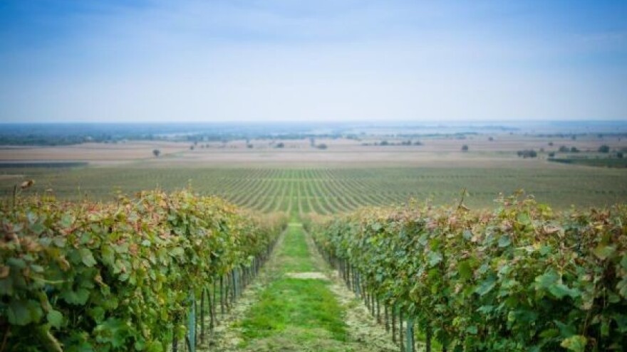 Pet novih medalja za Vina Belje