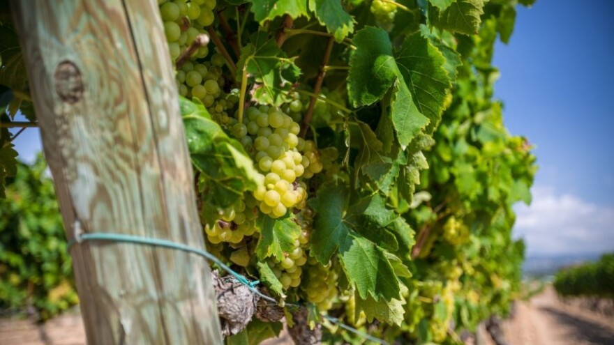 Prve litre vina proizvedene u Žepču