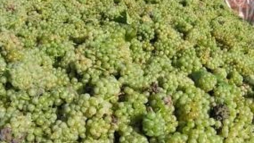 Zaštita vinove loze od crne pjegavosti