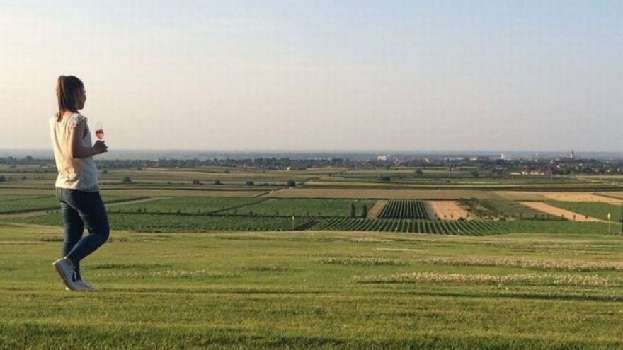 Ocjenjivanje vina Podunavlja i Slavonije