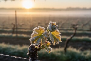 Vinogradima i voćnjacima još prijeti mraz