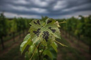 Vinogradima prijeti crna pjegavost