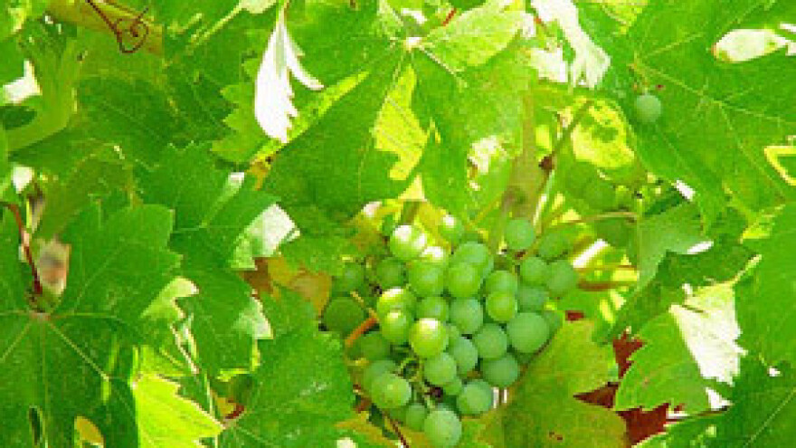 Tisno: uništeno 70.000 trsova vinove loze