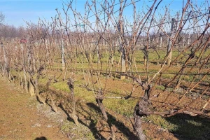 Loznički savetodavci pozivaju mlade da se okrenu uzgoju vinove loze