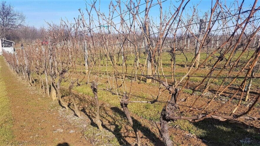 Loznički savetodavci pozivaju mlade da se okrenu uzgoju vinove loze