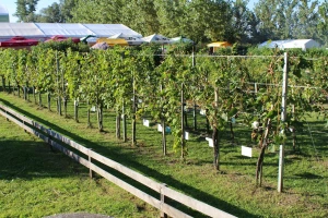 Prihrana vinove loze preko lista