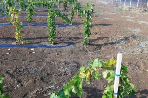 Kako obaviti sadnju vinove loze u gušćem sklopu?