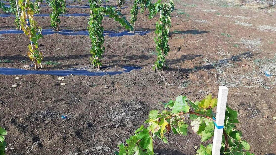 Kako obaviti sadnju vinove loze u gušćem sklopu?
