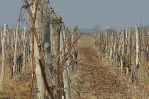 Krenulo suzenje vinove loze, ali pad temperature može biti poguban