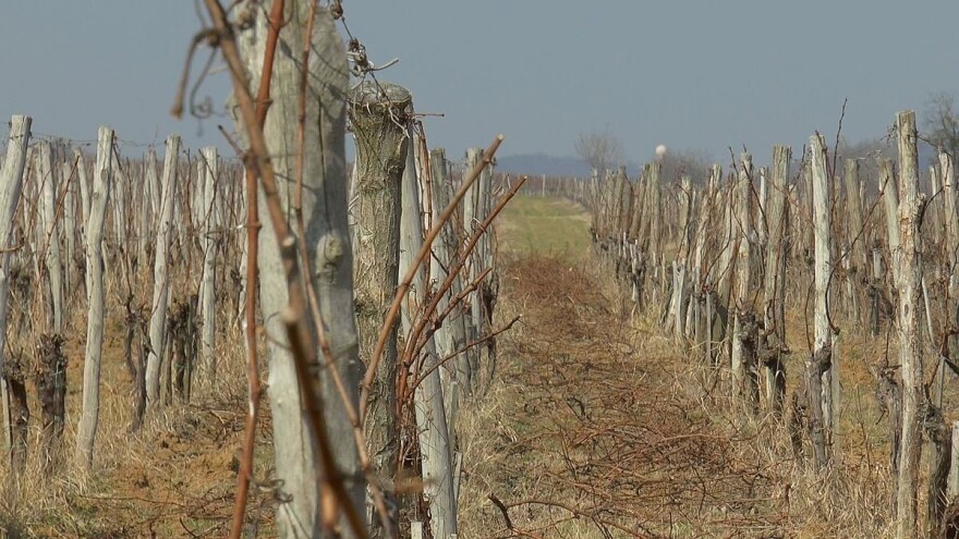 Krenulo suzenje vinove loze, ali pad temperature može biti poguban