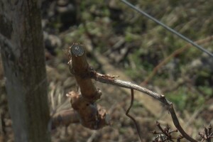 Odaberite podlogu za vinovu lozu otpornu na sušu