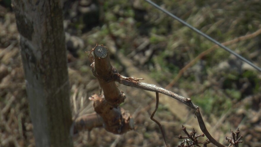 Odaberite podlogu za vinovu lozu otpornu na sušu
