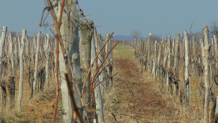 Vinova loza: Prije rezidbe odrediti stupanj izmrzavanja