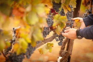 Prijedlozi za spas vinogradarstva i vinarstva