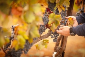 Prijedlozi za spas vinogradarstva i vinarstva