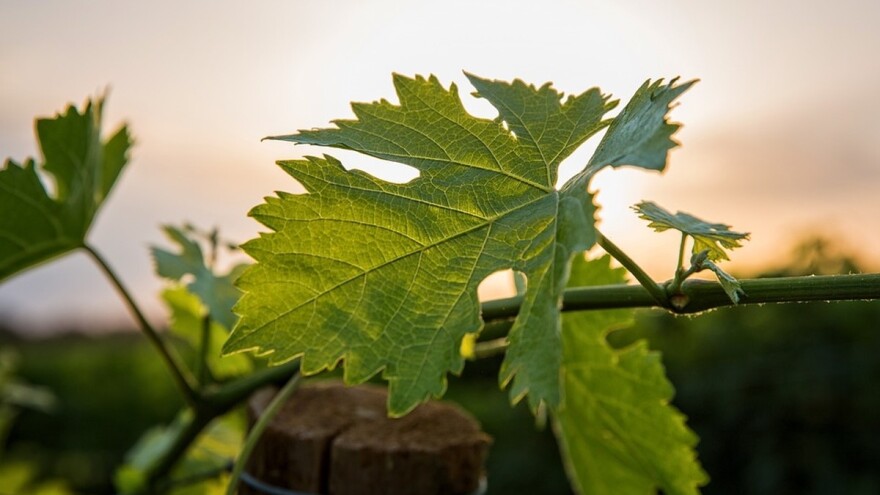 Kako pravilno pomladiti ogranke i krakove na čokotu vinove loze?
