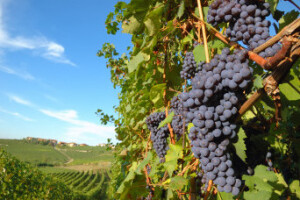 Podloge vinove loze